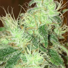 User uploaded image of CBD Critical Mass