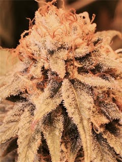User uploaded image of CBD Kush