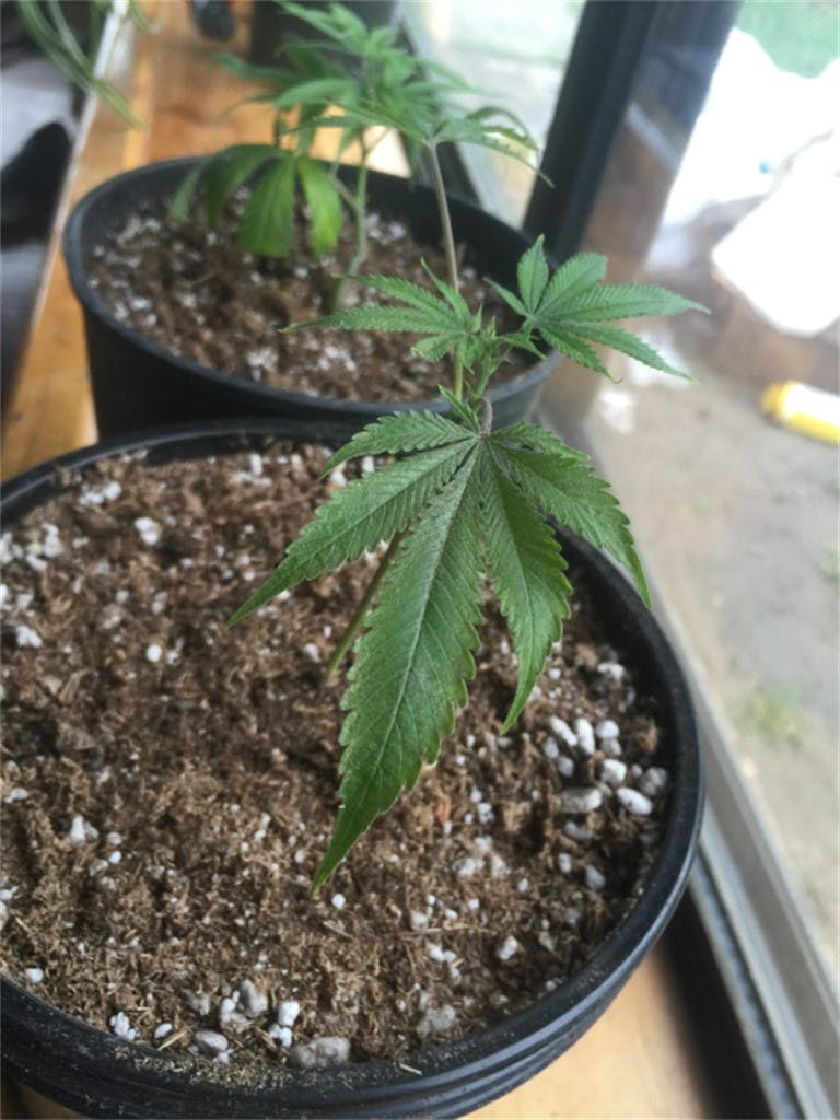 CBD Mango Haze Weed Strain Information Leafly