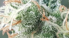 User uploaded image of CBD Mango Haze