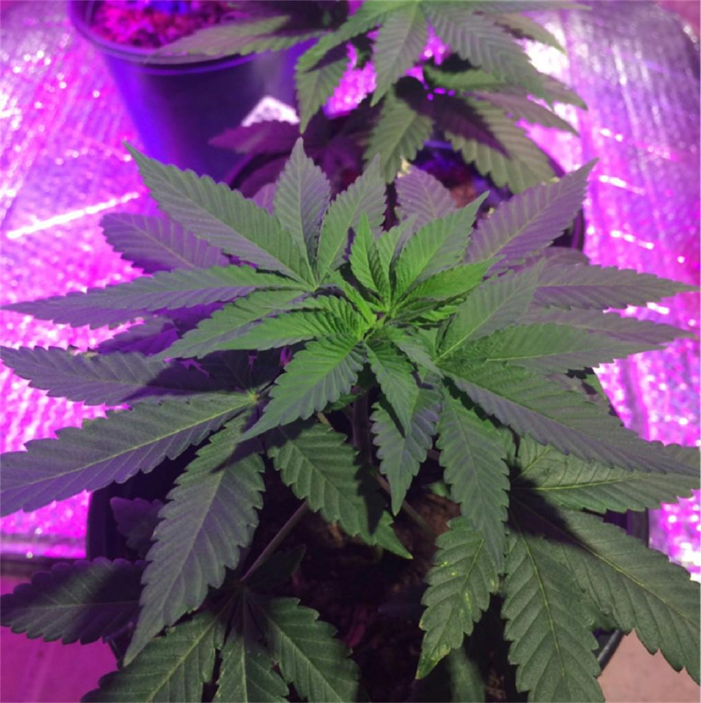 CBD Mango Haze Weed Strain Information Leafly