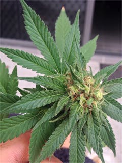 User uploaded image of CBD Shark