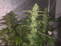 User uploaded image of CBD Shark