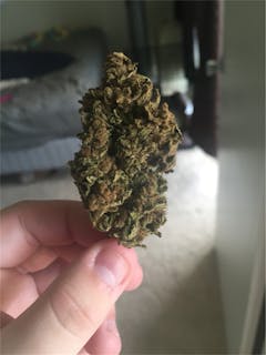 User uploaded image of Champagne Kush