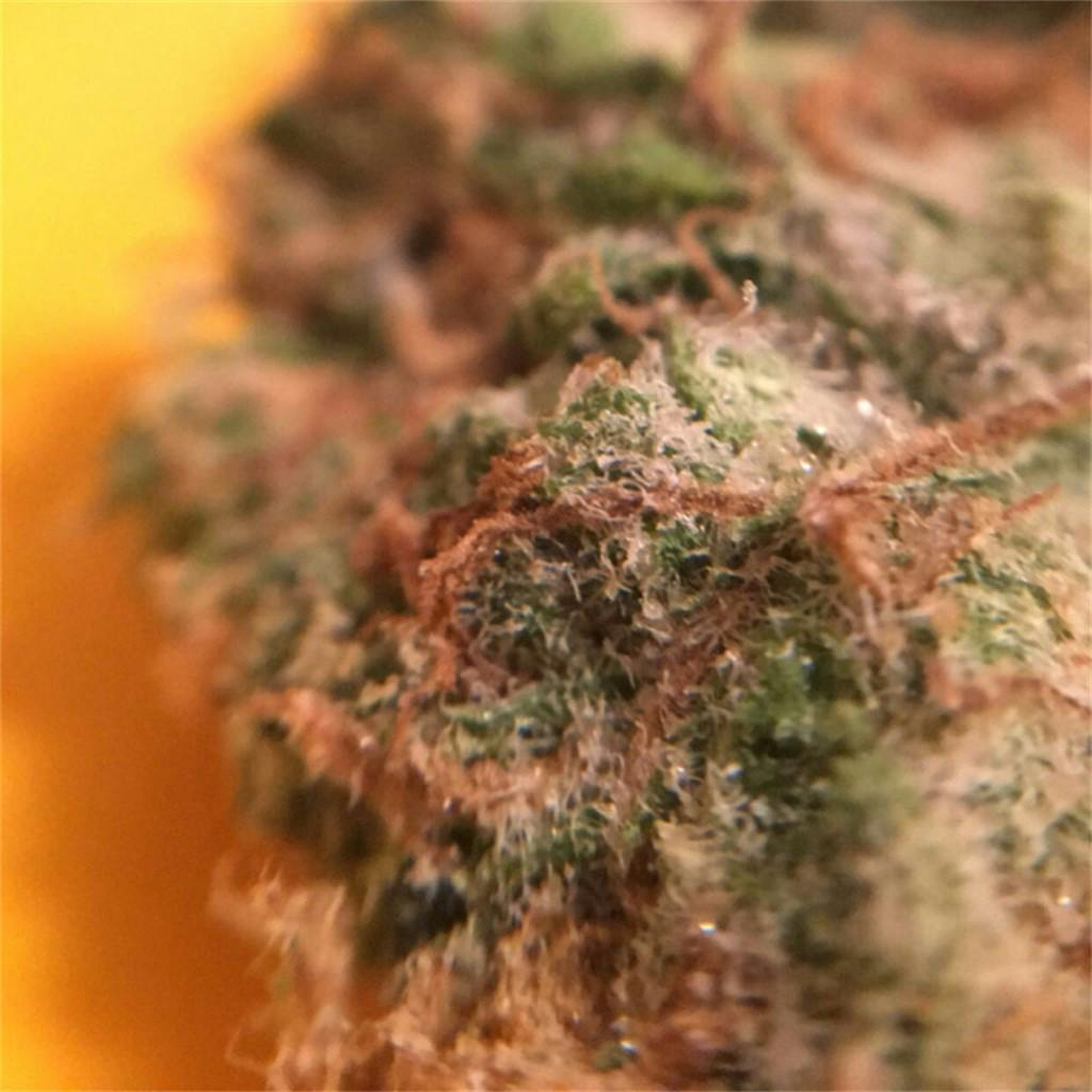 Charlie Sheen aka Charlie Sheen OG Weed Strain Information Leafly