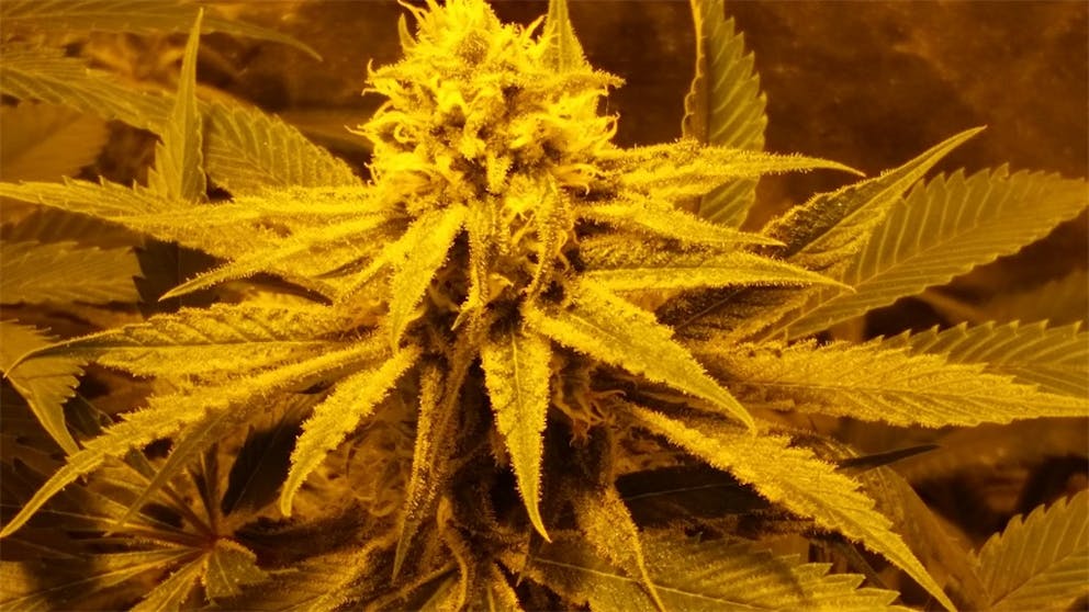 Photos of Charlie Sheen Weed Strain Buds Leafly