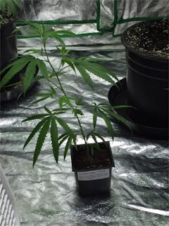 User uploaded image of Charlotte's Web