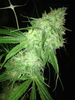 User uploaded image of Charlotte's Web