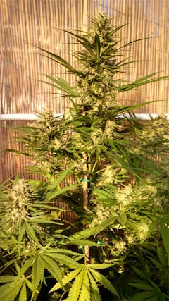 User uploaded image of Charlotte's Web