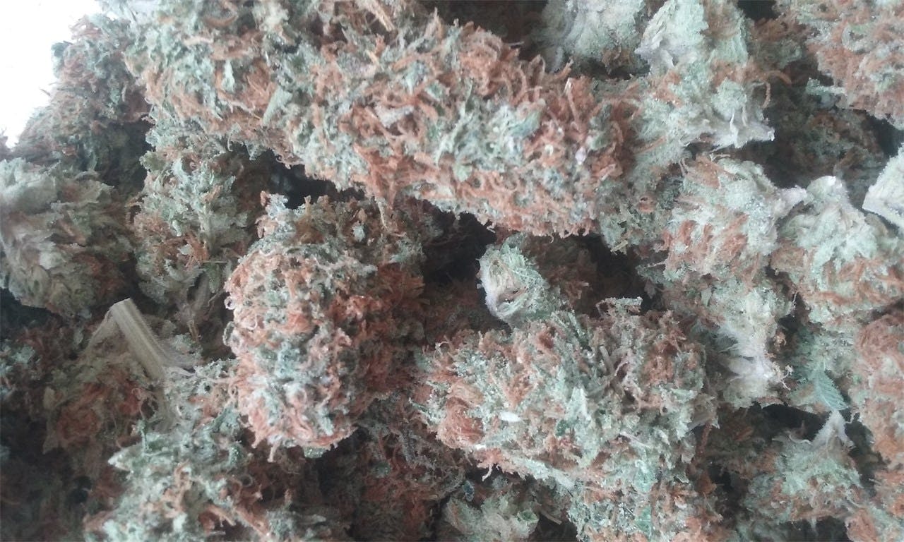 Cheese Candy Weed Strain Information Leafly