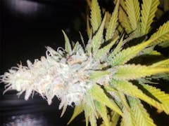 User uploaded image of Cheese Candy