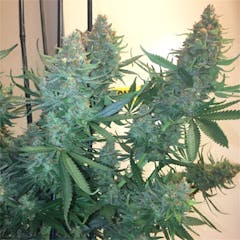 User uploaded image of Cheese Candy