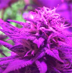 User uploaded image of Cheese Candy