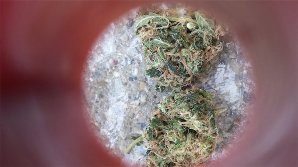 Photos of Cheese Quake Weed Strain Buds Leafly