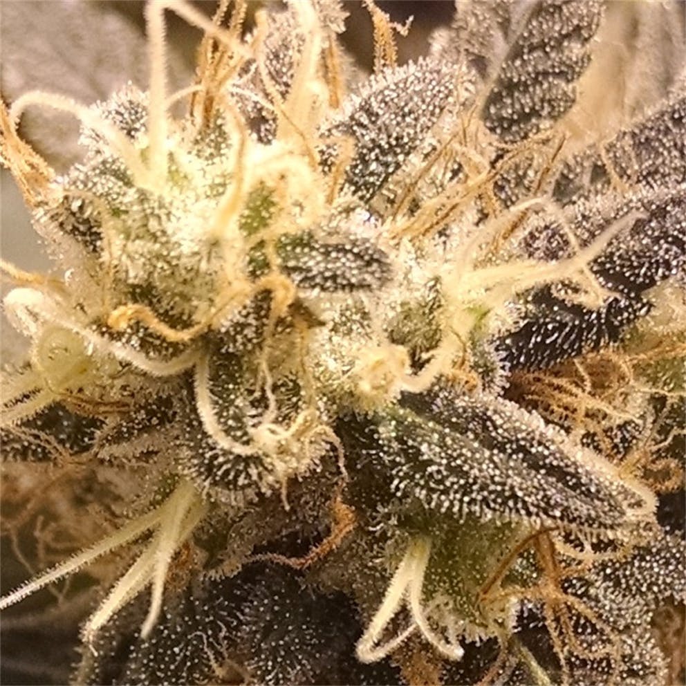 Photos of Cheese Quake Weed Strain Buds Leafly