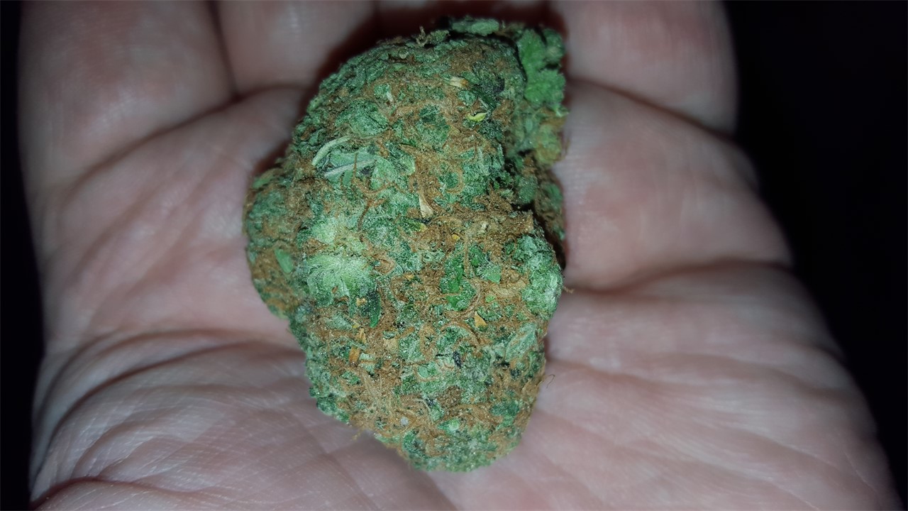 cheese quake strain cheese quake strain