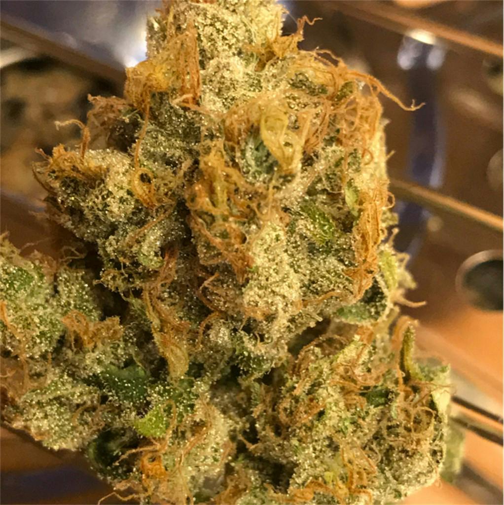 Cheese Quake Weed Strain Information Leafly