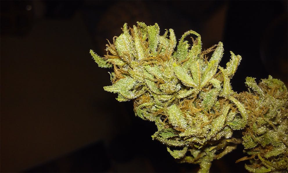 Photos of Cheese Quake Weed Strain Buds Leafly