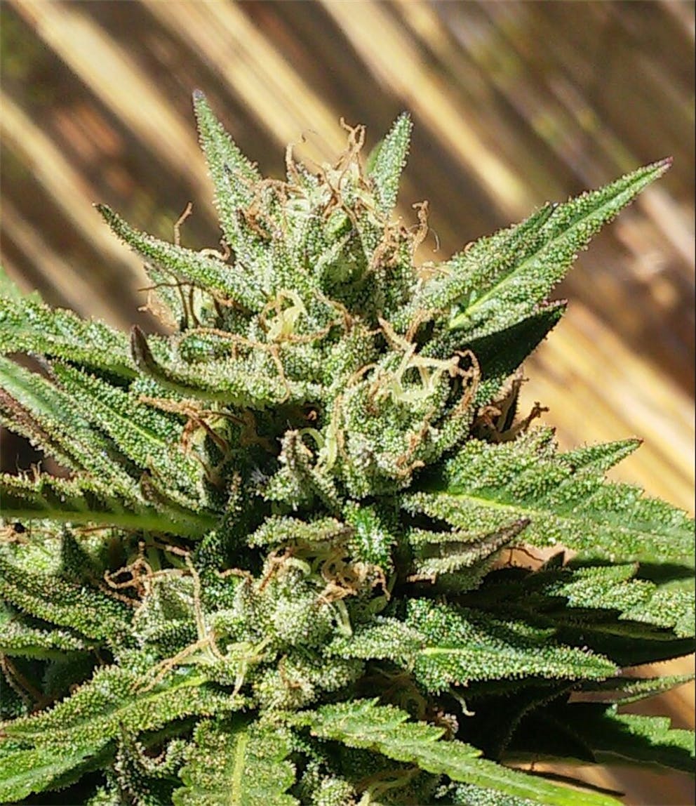 Photos of Cheese Quake Weed Strain Buds Leafly