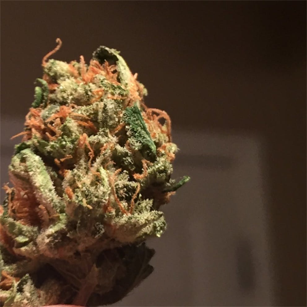 Photos of Cheese Weed Strain Buds Leafly
