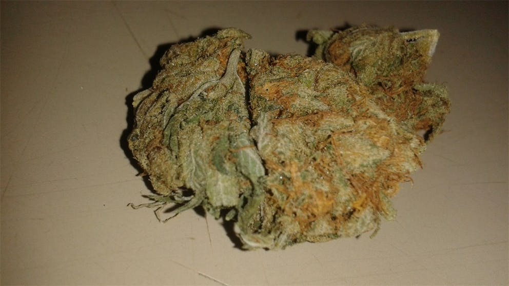 Photos of Cheese Weed Strain Buds Leafly