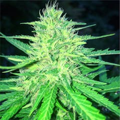 User uploaded image of Cheese