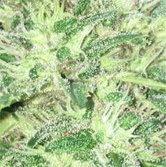 User uploaded image of Cheese