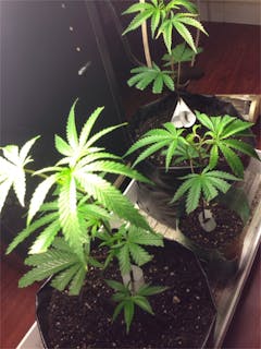 User uploaded image of Chem Scout