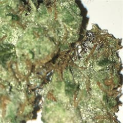 User uploaded image of Chem Scout