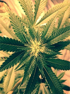 User uploaded image of Chem Valley Kush