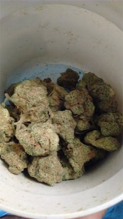 User uploaded image of Chemdog #4 x Alien OG Kush