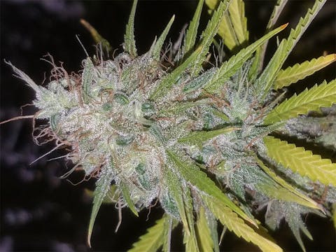 Chem 91 aka Chem #91, Chemdog 91, Chemdawg 91 Weed Strain Information ...