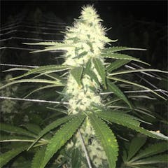 User uploaded image of Chem 91