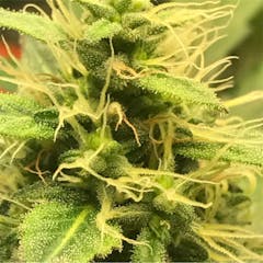 User uploaded image of Sour Chem