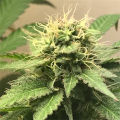 User uploaded image of Sour Chem