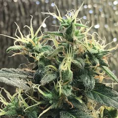 User uploaded image of Sour Chem