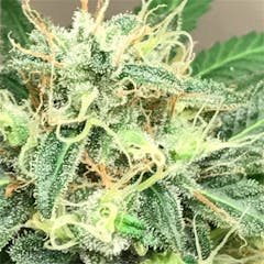 User uploaded image of Sour Chem