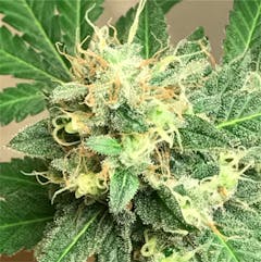 User uploaded image of Sour Chem
