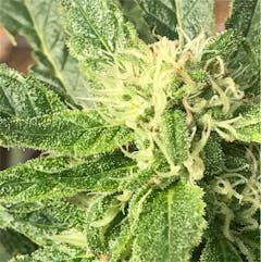 User uploaded image of Chemdawg