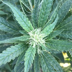 User uploaded image of Chemdawg