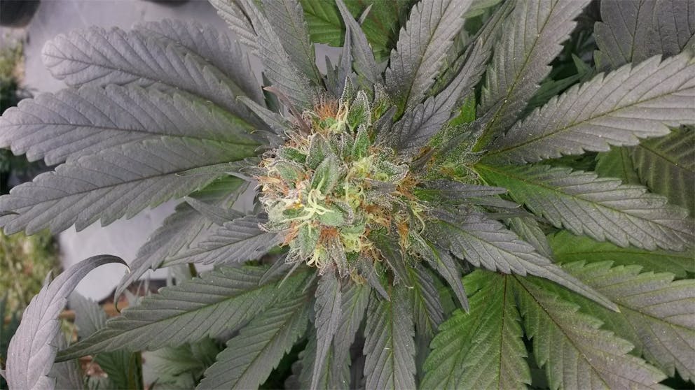 Photos of Chemo Weed Strain Buds Leafly