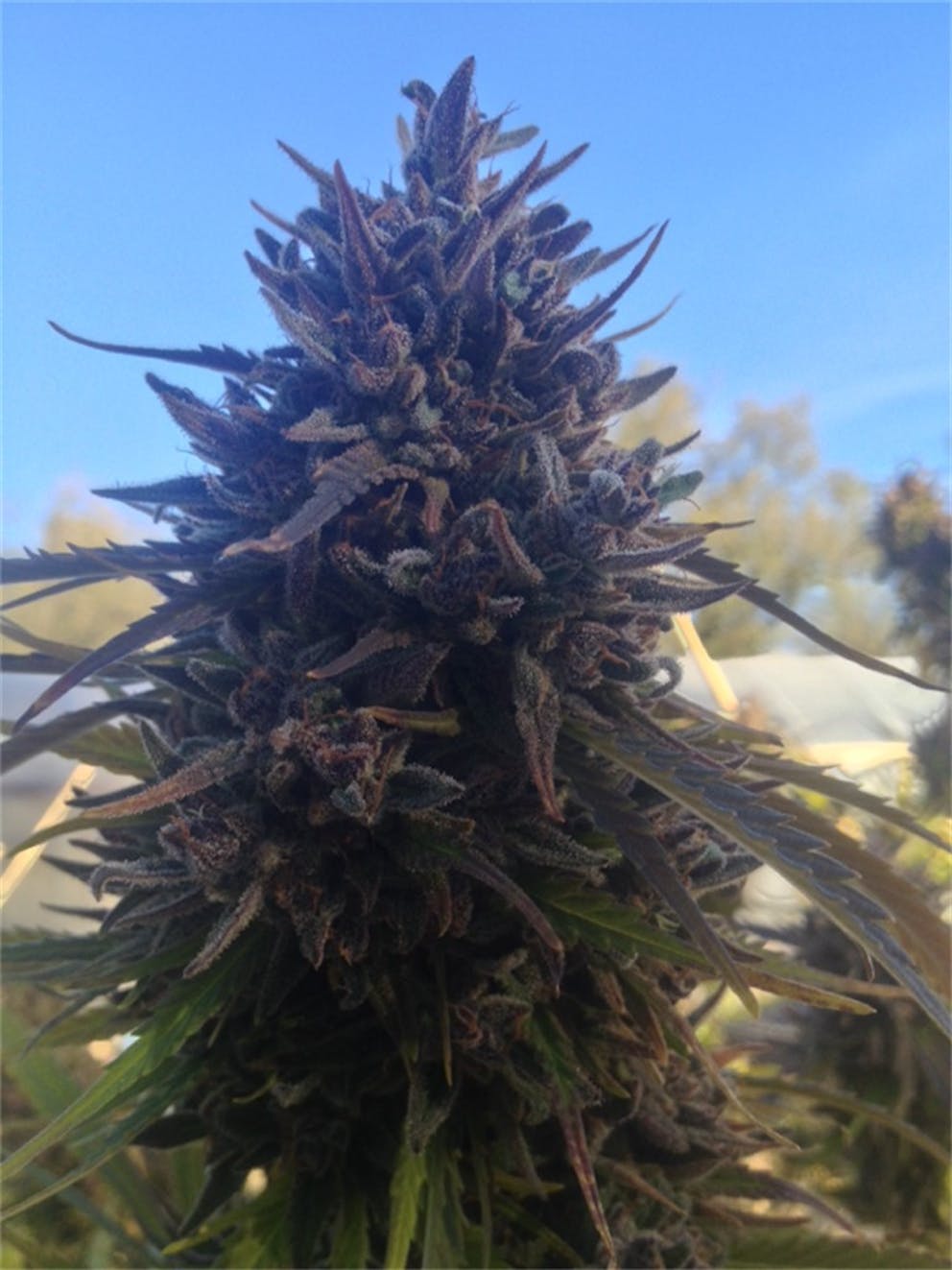 Photos of Cherry AK47 Weed Strain Buds Leafly