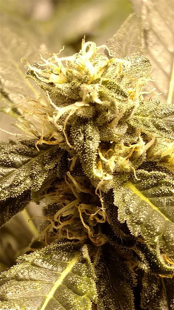 Photos of Cherry Bomb Weed Strain Buds Leafly