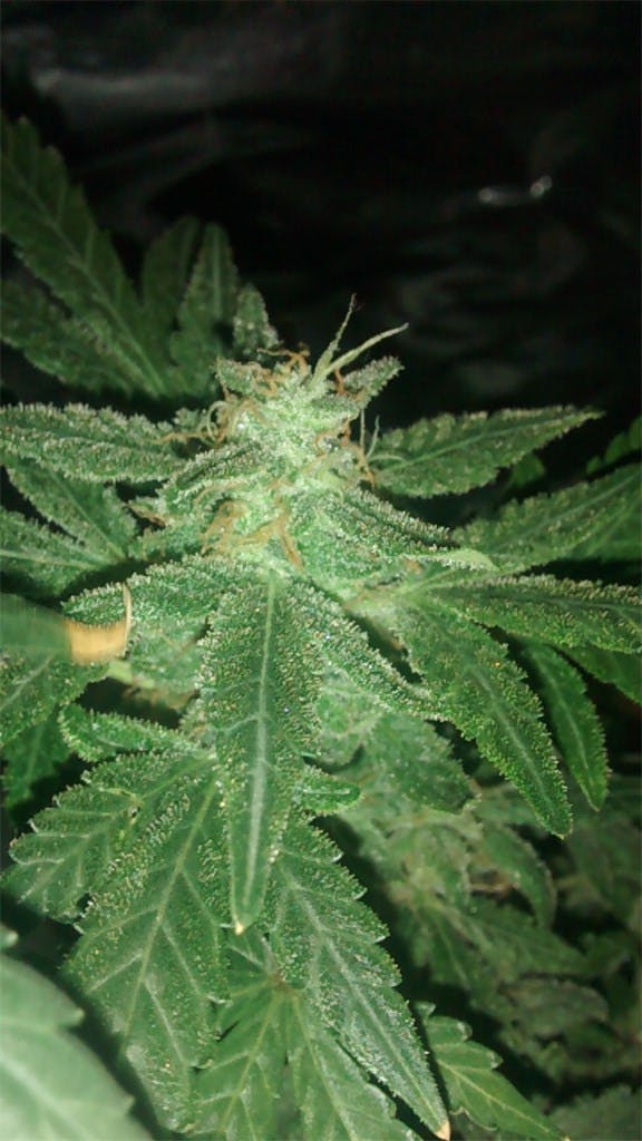 Cherry Bomb Weed Strain Information Leafly