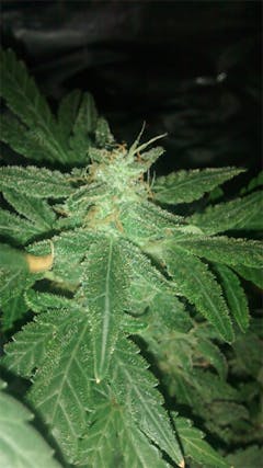 User uploaded image of Cherry Bomb