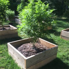 User uploaded image of Cherry Bomb