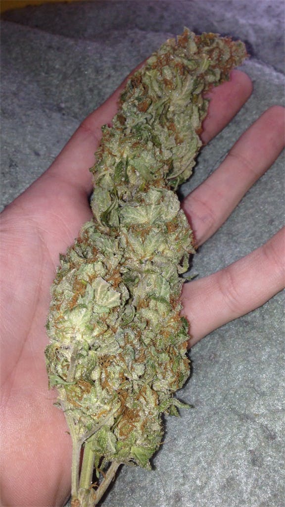 Photos of Cherry Bomb Weed Strain Buds Leafly