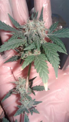 User uploaded image of Cherry Bomb