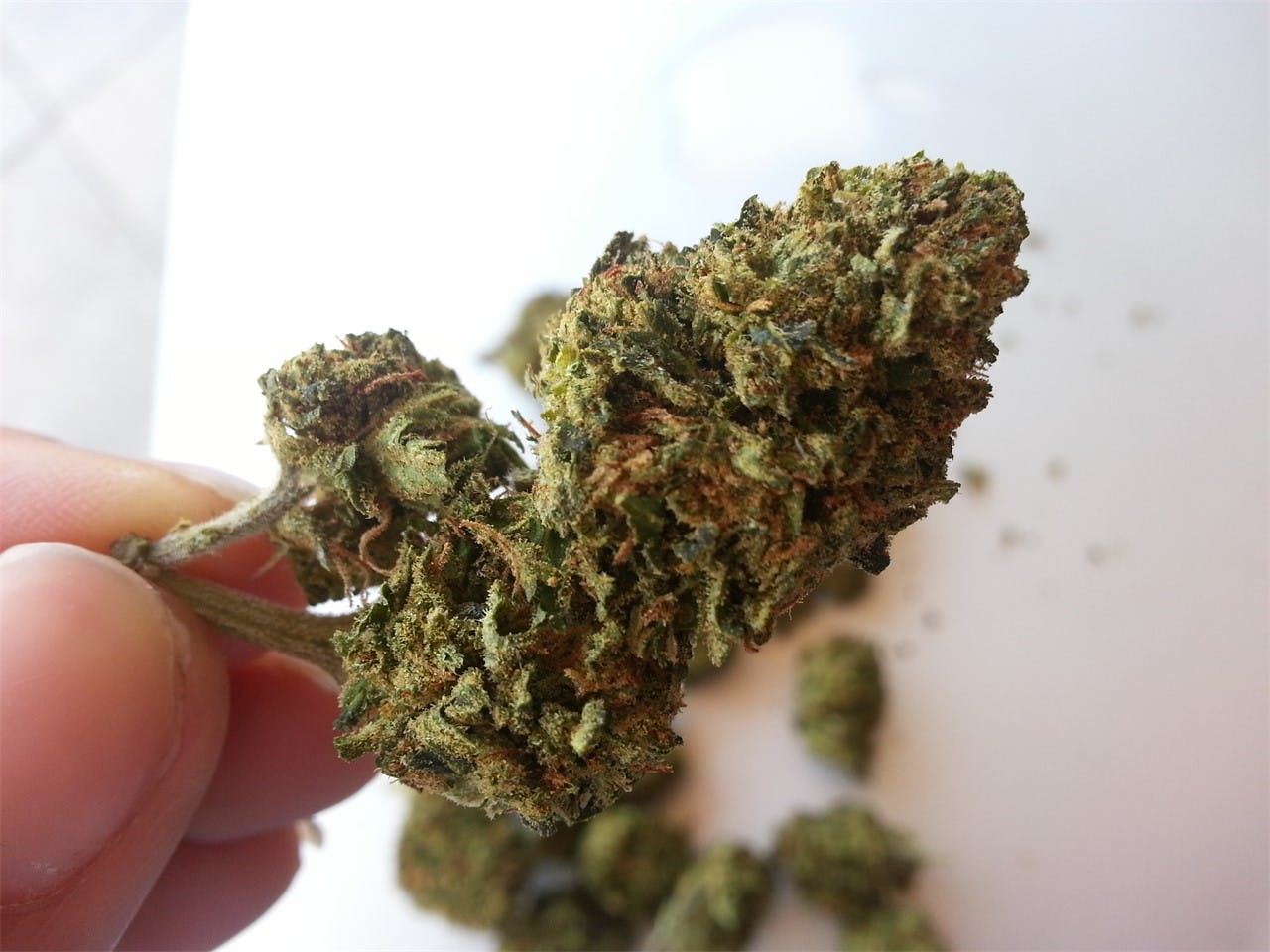 Photos of Cherry Bomb Weed Strain Buds Leafly