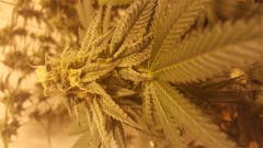 User uploaded image of Cherry Cream Pie